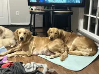 Teddy, a male Golden Retriever for sale in Tuscaloosa, AL – Photo 5 of 10