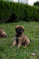 Mr Red, a male German Shepherd Dog for sale in De Graff, OH – 6 of 6