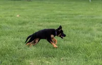 Miss Purple, a female German Shepherd Dog for sale in De Graff, OH – 5 of 6