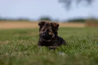 Mr Blue, a male German Shepherd Dog for sale in De Graff, OH – 3 of 4