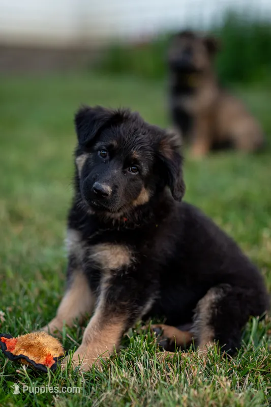 Mr Orange  – German Shepherd Dog puppy for sale in De Graff, OH