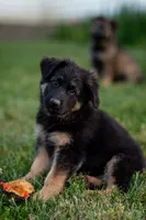 Mr Orange , a male German Shepherd Dog for sale in De Graff, OH – 1 of 3