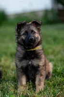 Miss Yellow, a female German Shepherd Dog for sale in De Graff, OH – 4 of 4