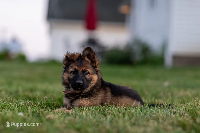 Miss Pink – German Shepherd Dog puppy for sale in De Graff, OH