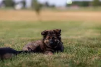 Mr Blue, a male German Shepherd Dog for sale in De Graff, OH – 1 of 4