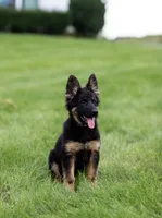 Miss Purple, a female German Shepherd Dog for sale in De Graff, OH – 2 of 6