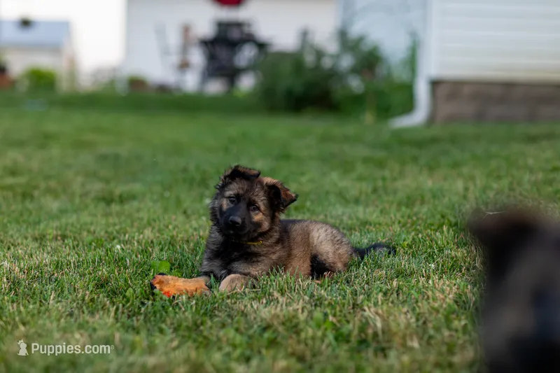 Miss Yellow – German Shepherd Dog puppy for sale in De Graff, OH