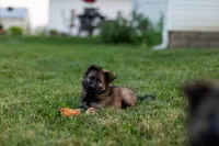 Miss Yellow, a female German Shepherd Dog for sale in De Graff, OH – 2 of 4
