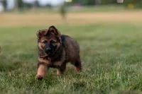 Miss Pink, a female German Shepherd Dog for sale in De Graff, OH – 2 of 5
