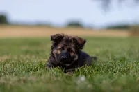 Mr Blue, a male German Shepherd Dog for sale in De Graff, OH – 2 of 4