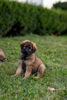 Mr Red, a male German Shepherd Dog for sale in De Graff, OH – 1 of 6