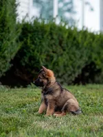 Miss Pink, a female German Shepherd Dog for sale in De Graff, OH – 4 of 5