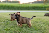 Mr Red, a male German Shepherd Dog for sale in De Graff, OH – 3 of 6