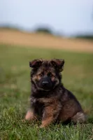 Mr Blue, a male German Shepherd Dog for sale in De Graff, OH – 4 of 4