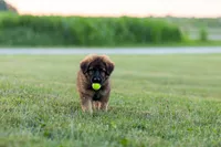 Mr Red, a male German Shepherd Dog for sale in De Graff, OH – 2 of 6