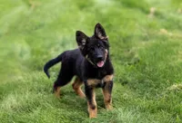 Miss Purple, a female German Shepherd Dog for sale in De Graff, OH – 3 of 6