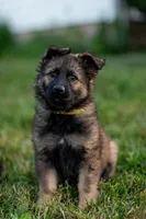 Miss Yellow, a female German Shepherd Dog for sale in De Graff, OH – 3 of 4
