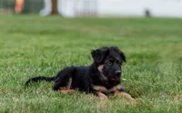 Mr Orange , a male German Shepherd Dog for sale in De Graff, OH – 2 of 3