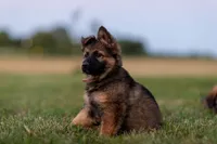 Miss Pink, a female German Shepherd Dog for sale in De Graff, OH – 5 of 5