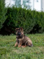 Miss Pink, a female German Shepherd Dog for sale in De Graff, OH – 3 of 5