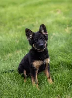Miss Purple, a female German Shepherd Dog for sale in De Graff, OH – 6 of 6