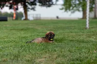 Mr Red, a male German Shepherd Dog for sale in De Graff, OH – 4 of 6