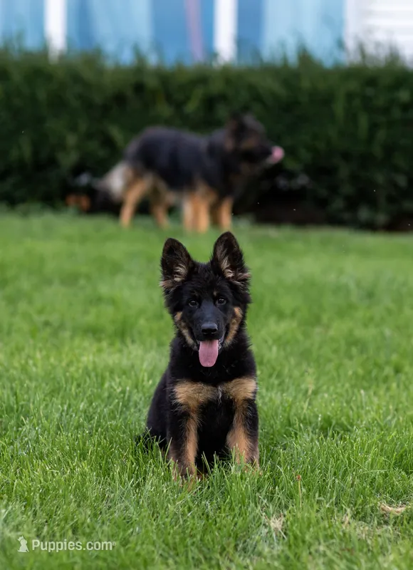 Miss Purple – German Shepherd Dog puppy for sale in De Graff, OH