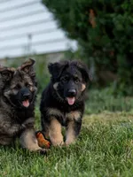 Mr Orange , a male German Shepherd Dog for sale in De Graff, OH – 3 of 3