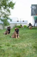 Mr Red, a male German Shepherd Dog for sale in De Graff, OH – 5 of 6