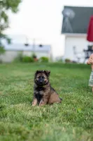 Miss Yellow, a female German Shepherd Dog for sale in De Graff, OH – 1 of 4