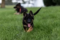 Miss Purple, a female German Shepherd Dog for sale in De Graff, OH – 4 of 6