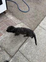 Shaky, a female Maltipoo for sale in Stockton, CA – 3 of 3