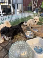 Dulce, a female Maltipoo for sale in Stockton, CA – 3 of 5