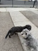 Shaky, a female Maltipoo for sale in Stockton, CA – 2 of 3
