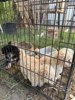 Dulce, a female Maltipoo for sale in Stockton, CA – 5 of 5