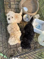 Dulce, a female Maltipoo for sale in Stockton, CA – 4 of 5