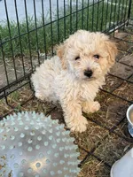 Dulce, a female Maltipoo for sale in Stockton, CA – 1 of 5