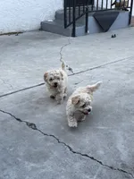 Dulce, a female Maltipoo for sale in Stockton, CA – 2 of 5