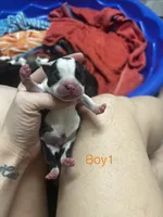 Boy1, a male Boston Terrier for sale in Manchester, TN – 1 of 3