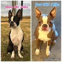 Boy1, a male Boston Terrier for sale in Manchester, TN – 3 of 3