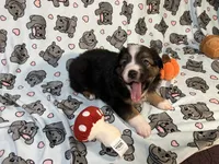 Rollie, a male Miniature Australian Shepherd for sale in Temple, TX – 2 of 10