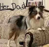 Bella, a female Toy Australian Shepherd for sale in Temple, TX – 7 of 7
