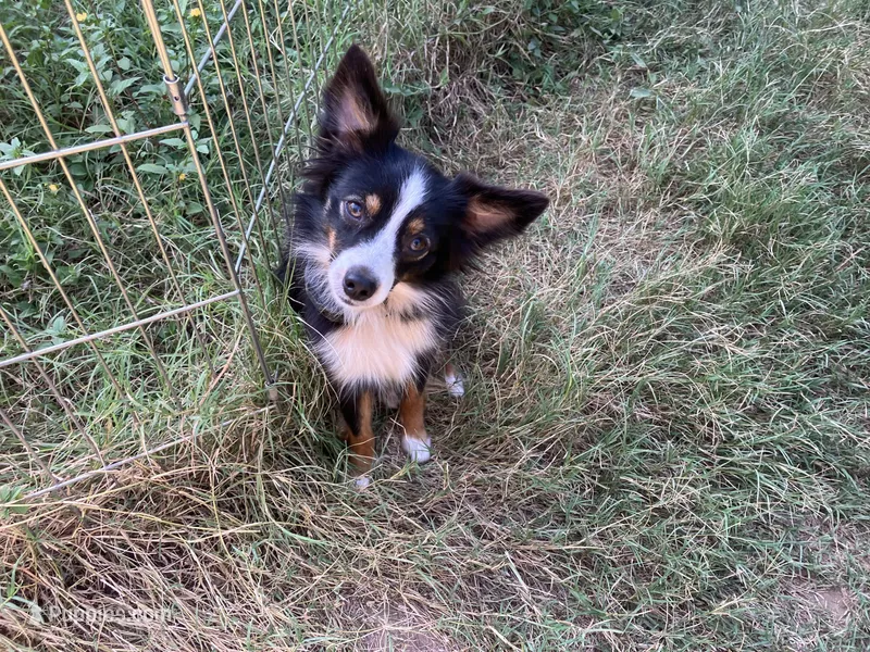 Bella – Toy Australian Shepherd puppy for sale in Temple, TX
