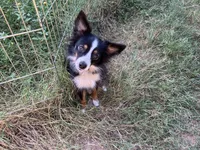 Bella, a female Toy Australian Shepherd for sale in Temple, TX – 1 of 4