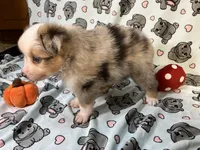 Pepper, a male Miniature Australian Shepherd for sale in Temple, TX – 5 of 10