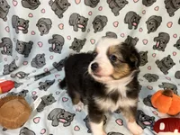 Penny  (Long Tail), a female Miniature Australian Shepherd for sale in Temple, TX – 7 of 10