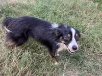 Bella, a female Toy Australian Shepherd for sale in Temple, TX – 4 of 4