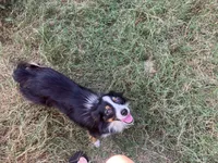 Bella, a female Toy Australian Shepherd for sale in Temple, TX – 3 of 4