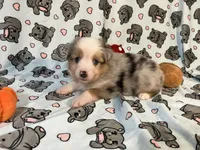 Pepper, a male Miniature Australian Shepherd for sale in Temple, TX – 9 of 10