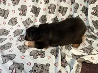 Rollie, a male Miniature Australian Shepherd for sale in Temple, TX – 8 of 10